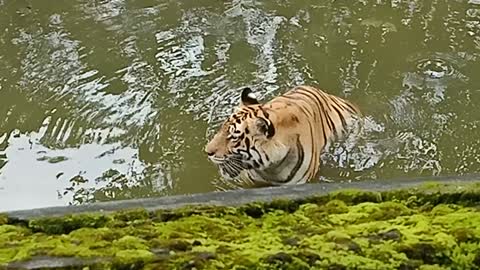 A tiger in the Zoo video