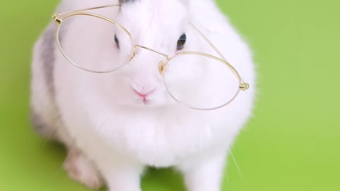 Lapin Mignon Avec Des Lunettes