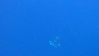 Swimming with Dolphins in Hawaii at 2 Step!