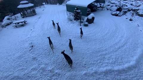 Deer 🦌 NW NC at The Treehouse 🌳 currently 4°F with a feels like of -6° going up to 35°F