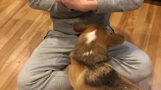 This Corgi Is Ridiculously Jealous Of The New Baby Addition