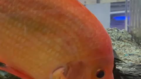 A orange colored fish