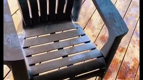 The two young bears played happily with the chair as a toy