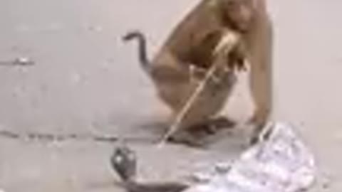 # Monkey Funny Vedio