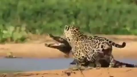 jaguar catching the alligator