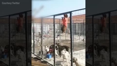 Dogs escaped from a cage