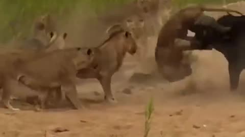 Dramatic Dance of Survival | Buffalo Attacked on Lion