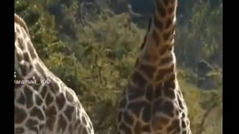 Giraffe vs Giraffe fight videos 🤣🤣🤣🤣#short