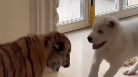 Dog and baby tiger fighting