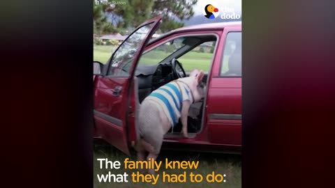 Family Moves So They Can Keep Their Pig