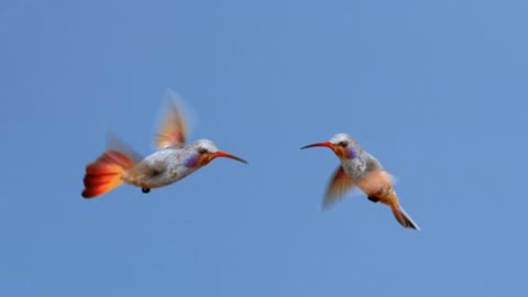 Humming birds flying