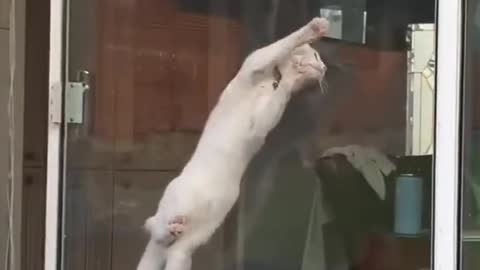 Fanny cat Video🤣🤣🤣