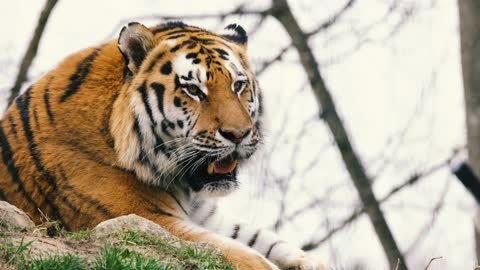 Real Bengal Tiger