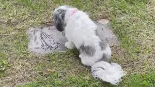 Desi rests on Mom's grave exclusively for the 2nd time.