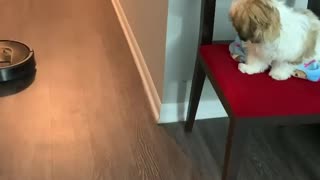 Robot vacuum has this puppy totally captivated