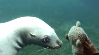 Sea Lion Mesmerized By Kid's Teddy Bear