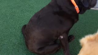 Dog sitting on turf and spinning around in circles