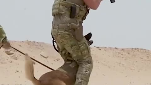 Here's Military Dogs that are specially Trained for Combat