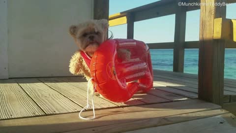 Munchkin the Teddy Bear auditions for Baywatch