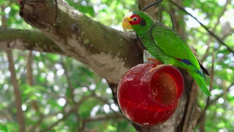 Beautiful and cute color parrot