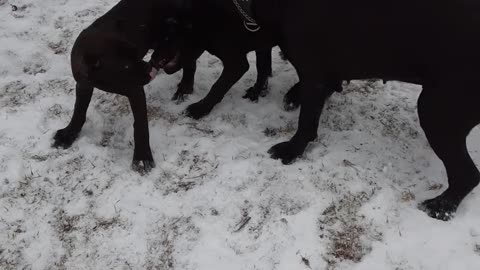 Cane Corso Pups Potential Energy turns Kinetic! It's in there...