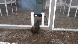 The Colonel And His Hens