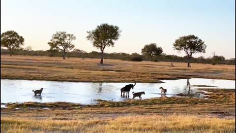 Spotted hyena are efficient predators and not just opportunistic scavengers.