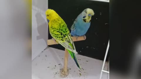 | love birds breeding colony | BirdsEasy parrot trap | Technology bird trap|