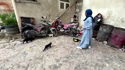 Yemeni animal lover saves strays in Sanaa