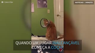 Gato com colar protetor acaba fazendo dança hilária