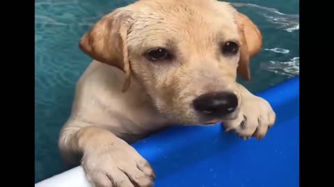 Funny dog 🏊‍♂️ swimming in pool