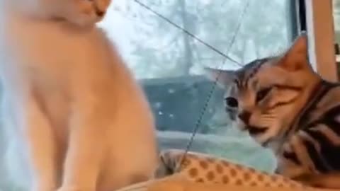 Watch what this crazy cat did...