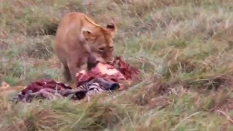 Lions with Zebra's kill