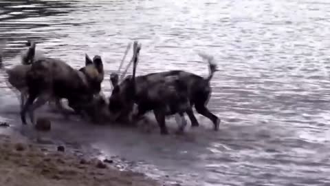 Wild Epic Battle Of Wild dogs vs Animals | Lion , Buffalo , warthog , deer