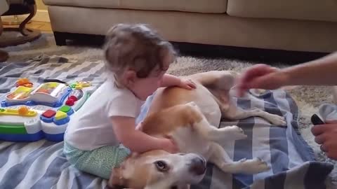Adorable Dogs take care babies |