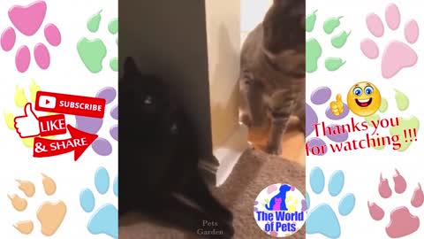 Cat giving a surprise blow to the friend, very funny