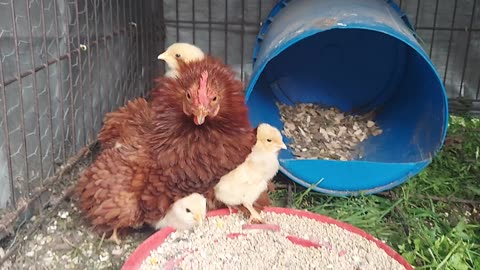 Spring Chicks with Cinnamon the Super Foster Mom