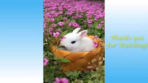 Cute baby animals Videos Compilation cute moment of the animals