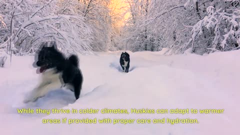 Fun Facts About Siberian Huskies
