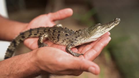 Crocodiles / Alligators