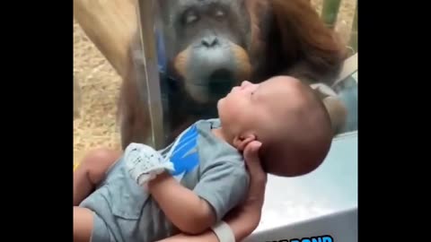 Orangutan Want To Give Kiss To A Human Baby