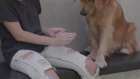 Dog training 9 - Free dog video - No Copyright
