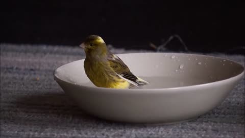 Canary sings and takes a bath, some parts are slow motion
