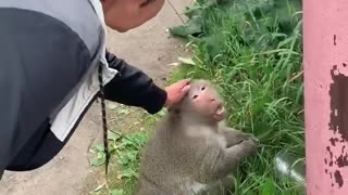 Monkey Scares a Woman