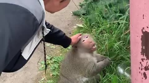 Monkey Scares a Woman