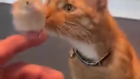 A cat eats bird_batch