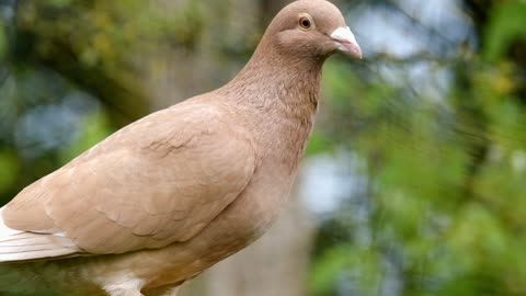 bird dove feather brown plumage animal slow motion