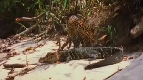 wild animals trap and fight tiger v/s crocodile