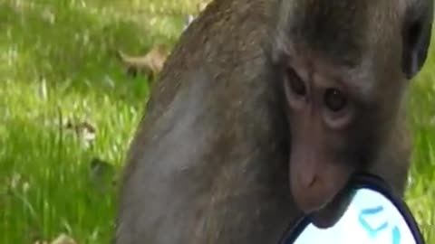 Funny monkey videos | short funny video monkey