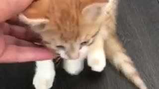 Funny kitten 🐱 🇨🇦🇨🇦🇨🇦